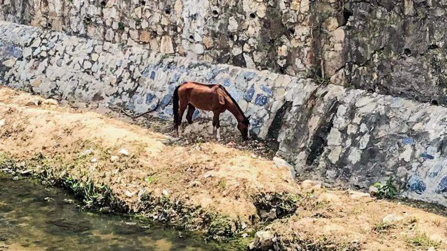 Caballo avenida Farallón